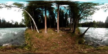 Vahşi bir ormanın 360 VR sanal gerçekliği. Çam ormanı, küçük, hızlı, soğuk dağ nehri. Ulusal park.