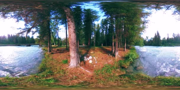 360 VR 가상 현실의 야생 숲. 파인 숲, 작은 빠르고 차가운 산의 강. 국립 공원. — 비디오