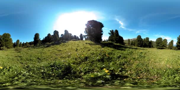 UHD 4K 360 VR зеленого горного леса. Солнечные лучи и тень, трава и сосны. — стоковое видео
