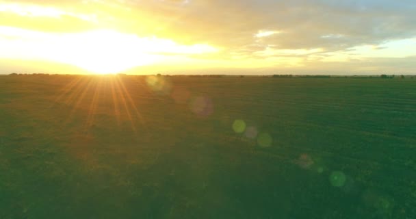 Flight above rural summer landscape with endless yellow field at sunny summer evening. Agricultural farmland at autumn sunrise — Stock Video