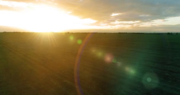 Penerbangan di atas lanskap musim panas pedesaan dengan bidang kuning tak berujung di malam musim panas yang cerah. Pertanian lahan pertanian di musim gugur matahari terbit — Stok Video