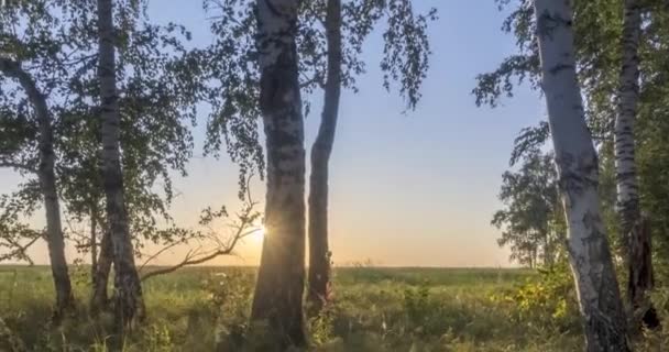 Yazın ya da sonbaharda çayır zamanlaması. Kırsal alan cadısı güneş ışınları, ağaçlar ve yeşil çimenler. Motorlu doli kaydırma hareketi — Stok video