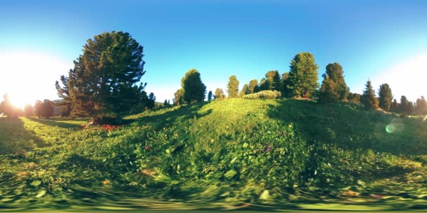 UHD 4K 360 VR χρονικό διάστημα πράσινο ορεινό δάσος. Ηλιαχτίδες και σκιές, γρασίδι και πεύκα. — Αρχείο Βίντεο