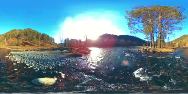 360 VR réalité virtuelle d'une montagne sauvage, pinède et rivière coule. Parc national, prairie et rayons du soleil. — Video