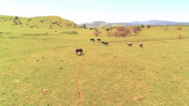 Vol au-dessus de chevaux sauvages troupeau sur prairie de montagne. Montagnes d'été nature sauvage. Liberté concept écologie.