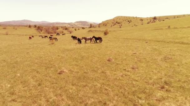 Letí nad divokými koňmi stáda na horské louce. Letní hory divoká příroda. Koncept ekologie svobody. — Stock video