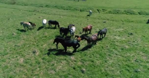 Vlucht over wilde paarden kudde op bergweide. Zomer bergen wilde natuur. Vrijheid ecologisch concept. — Stockvideo