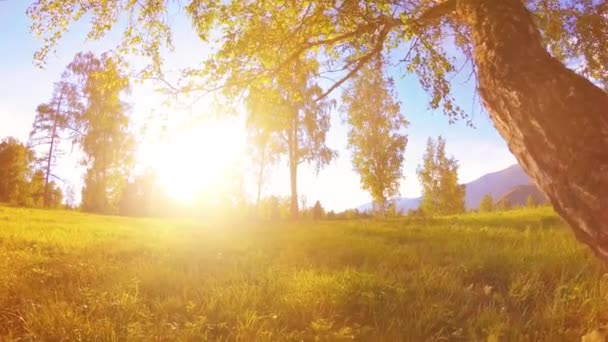 Sonnige ländliche Wiese in Berglandschaft mit grünem Gras, Bäumen und Sonnenstrahlen. Diagonale Bewegung auf motorisiertem Schiebewagen. — Stockvideo