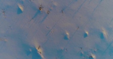 Arktik çayırlı soğuk kış manzarası, karla kaplı ağaçlar ve ufukta sabah güneşleri..