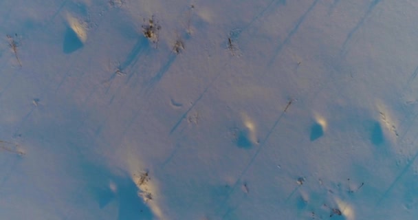 Pandangan drone udara lanskap musim dingin dengan bidang Arktik, pohon ditutupi dengan salju beku dan sinar matahari pagi di atas cakrawala. — Stok Video