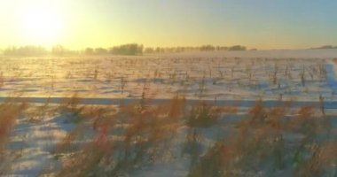 Arktik çayırlı soğuk kış manzarası, karla kaplı ağaçlar ve ufukta sabah güneşleri..