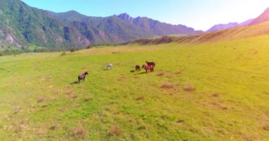 Yabani atların üzerinden uçarak çayırdaki sürüyü güderler. Bahar dağları vahşi doğa. Özgürlük ekolojisi kavramı.
