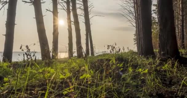 Dziki las jezioro timelapse w okresie letnim. Dzika przyroda i wiejska łąka. Zielony las sosen, promienie słońca i chmury nad morzem. Ruch suwaka wózka silnikowego — Wideo stockowe