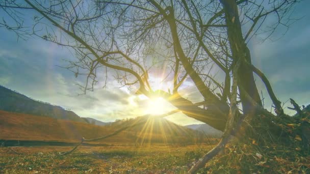 Time lapse di albero della morte e erba gialla secca a paesaggio montano con nuvole e raggi di sole. Movimento cursore orizzontale — Video Stock