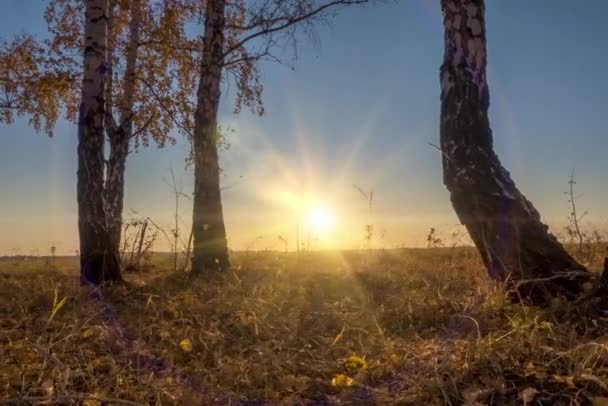 Yazın ya da sonbaharda çayır zamanlaması. Kırsal alan cadısı güneş ışınları, ağaçlar ve yeşil çimenler. Gün batımında motorlu doli kaydırıcı — Stok video
