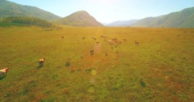 Güneşli yaz sabahında kayalarla birlikte taze, hızlı dağ nehri üzerinde alçak irtifa uçuşu..