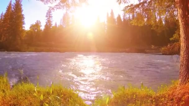 Meadow at mountain river bank. Landscape with green grass, pine trees and sun rays. Movement on motorised slider dolly. — Stock Video