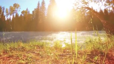 Dağ nehri kıyısındaki çayır. Yeşil çimlerle, çam ağaçlarıyla ve güneş ışınlarıyla kaplı bir manzara. Motorlu kaydırma kulesinde hareket.