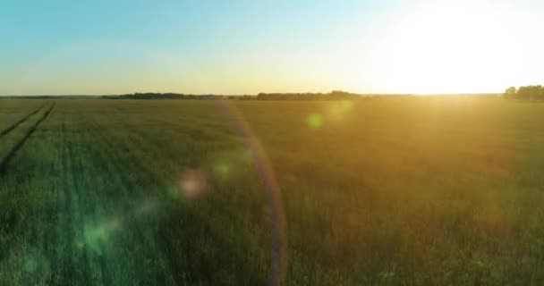 Tiefflug über ländlichem Sommerfeld mit endlos gelber Landschaft am sonnigen Sommerabend. Sonnenstrahlen am Horizont. — Stockvideo