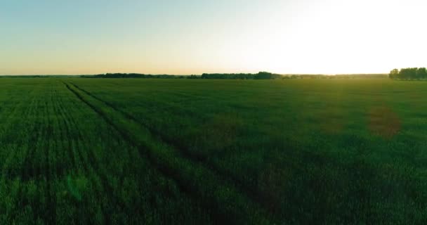 Volo a bassa quota sopra il campo estivo rurale con infinito paesaggio giallo alla sera soleggiata estiva. Raggi solari all'orizzonte. — Video Stock