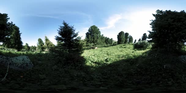 UHD 4K 360 VR hutan pegunungan hijau. Sinar matahari dan bayangan, rumput dan pohon pinus. — Stok Video