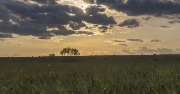 夏の日没時に平らな丘の牧草地のタイムラプス。野生の自然と農村のフィールド。太陽光線、木、緑の草の動き。電動ドリルスライダー — ストック動画