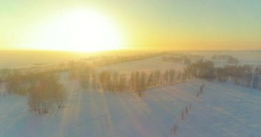 Arktik çayırlı soğuk kış manzarası, karla kaplı ağaçlar ve ufukta sabah güneşleri..