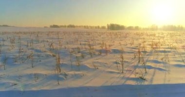 Arktik çayırlı soğuk kış manzarası, karla kaplı ağaçlar ve ufukta sabah güneşleri..