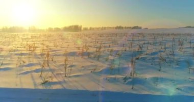 Arktik çayırlı soğuk kış manzarası, karla kaplı ağaçlar ve ufukta sabah güneşleri..
