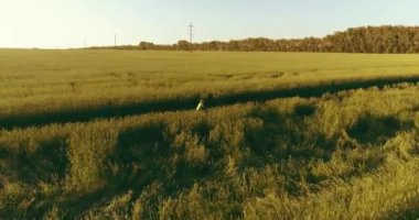 Kırsal yoldaki bir çim tarlasında bisiklet süren genç bir çocuğun hava manzarası. Güneş ışığı ve ışınlar.
