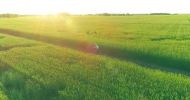 Kırsal yoldaki bir çim tarlasında bisiklet süren genç bir çocuğun hava manzarası. Güneş ışığı ve ışınlar.
