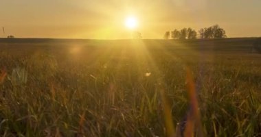 Yaz günbatımında düz tepe çayır zaman çizelgesi. Vahşi doğa ve kırsal çimler. Güneş ışınları ve ağaçlar. Motorlu doli kaydırıcı