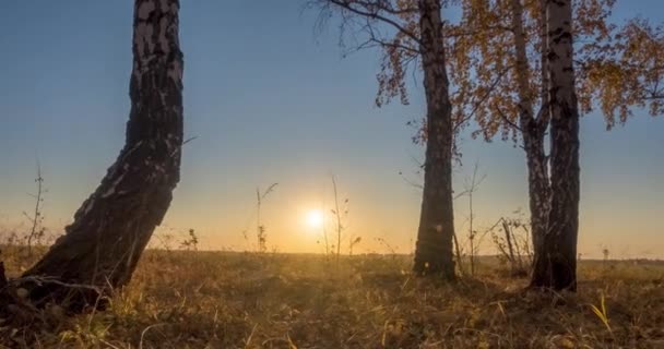 Timelapse pradera en el verano u otoño. Campo rural bruja rayos del sol, árboles y hierba verde. Deslizador de muñeca motorizado al atardecer — Vídeos de Stock