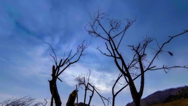 Time lapse of death tree and dry yellow grass at mountian landscape with clouds and sun rays. Mouvement horizontal du curseur — Video