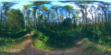 Bir şehir parkının UHD 4K 360 VR Sanal Gerçekliği. Sonbaharda ya da yaz gününde ağaçlar ve yeşil çimenler