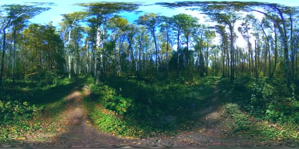 UHD 4K 360 VR Realtà Virtuale di un'area ricreativa del parco cittadino. Alberi ed erba verde al giorno d'autunno o d'estate — Video Stock