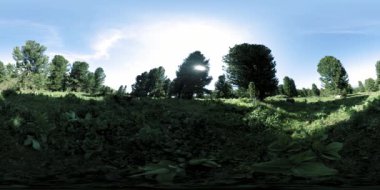 UHD 4K 360 VR yeşil dağ ormanı. Güneş ışığı ve gölge, çimen ve çam ağaçları.