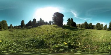 UHD 4K 360 VR yeşil dağ ormanı. Güneş ışığı ve gölge, çimen ve çam ağaçları.