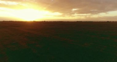 Güneşli yaz akşamında sonsuz sarı tarlaları olan kırsal kesimin üzerinde bir uçuş. Sonbahar gündoğumunda tarım arazisi