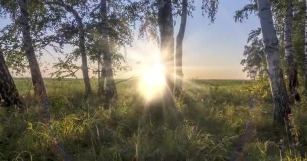 Часовий пояс лугу в літній або осінній час. Сільське поле відьом сонячні промені, дерева і зелена трава. Рух моторизованого лялькового повзунка — стокове відео