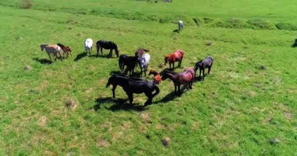 Flight over wild horses herd on mountain meadow. Summer mountains wild nature. Freedom ecology concept. — Stock Video