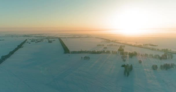 Aerial drone view of cold winter landscape with arctic field, trees covered with frost snow and morning sun rays over horizon. — Stock Video