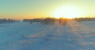 Arktik çayırlı soğuk kış manzarası, karla kaplı ağaçlar ve ufukta sabah güneşleri..