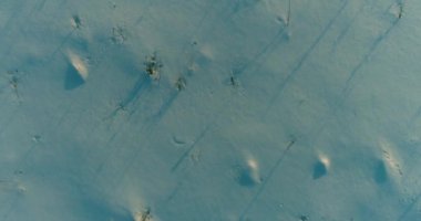 Arktik çayırlı soğuk kış manzarası, karla kaplı ağaçlar ve ufukta sabah güneşleri..