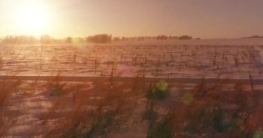 Arktik çayırlı soğuk kış manzarası, karla kaplı ağaçlar ve ufukta sabah güneşleri..