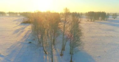 Arktik çayırlı soğuk kış manzarası, karla kaplı ağaçlar ve ufukta sabah güneşleri..