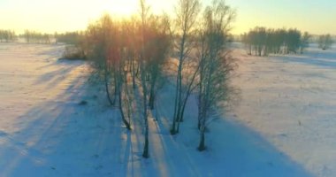 Arktik çayırlı soğuk kış manzarası, karla kaplı ağaçlar ve ufukta sabah güneşleri..