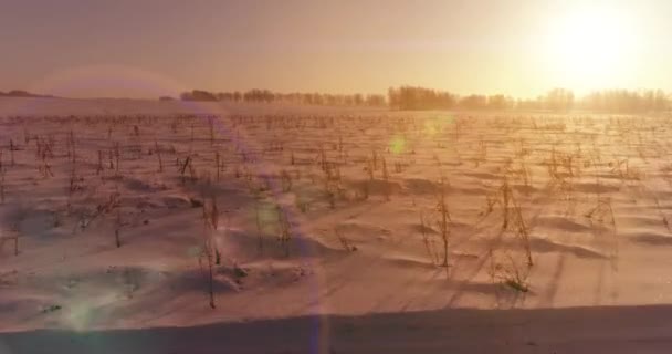 北極のフィールドと寒い冬の風景の空中ドローンビュー、水平線上に霜雪と朝の太陽光線で覆われた木. — ストック動画