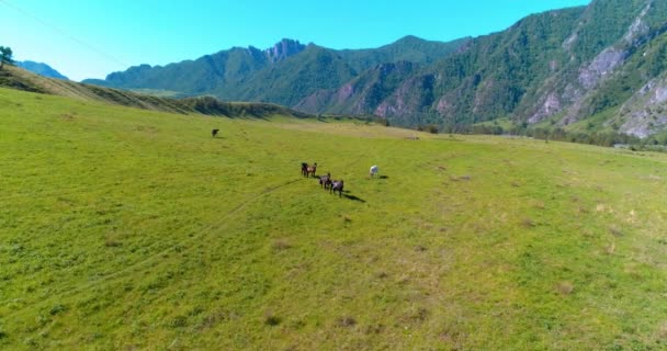 Voo sobre cavalos selvagens rebanho no prado. Primavera montanhas natureza selvagem. Conceito de ecologia da liberdade. — Vídeo de Stock