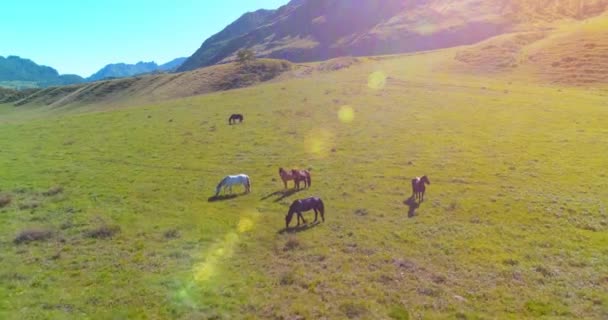 Flucht über Wildpferde auf der Weide. Frühling Berge wilde Natur. Freiheits-Ökologiekonzept. — Stockvideo